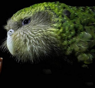 The current habitats for kākāpō are all at capacity. Credit - Bruce Mercer/Stuff