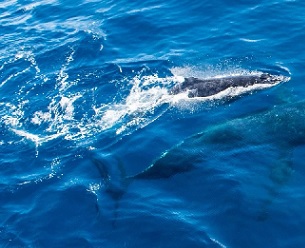 The Kermadec/Rangitāhua Ocean Sanctuary would protect a key resting point for humpback whales migrating between Oceania and Antarctica. Credit - Amelia Connell