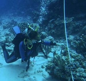 209  13  Share  Email  Home Biology Plants & Animals Home Biology Ecology AUGUST 11, 2021  'Sticky questions' raised by study on coral reefs by University of British Columbia  PhD candidate Sara Cannon conducting surveys in Abaiang. Credit: Dr. Simon Donner