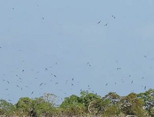 Kiribati Islet and birdlife. Credit - Ray Pierce
