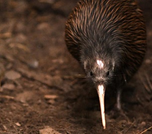 Kiwi bird. Credit - 123RF