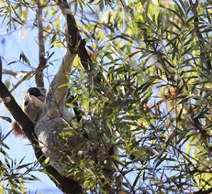 A koala in the wild. Just one species in need of habitat protection in the region. Credit - Marian Sampson