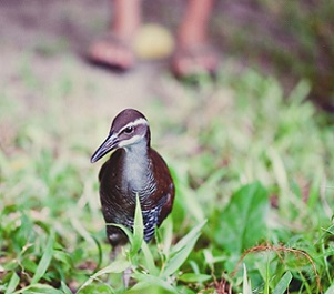 A ko'ko', or Guam rail, is released into the wild in 2010. Credit - Ginger Haddock/Fernbird Photography