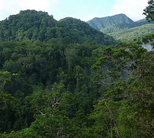 KIBCA and other conservation partners are seeking formal protection for Kolombangara’s upland forests that remain under constant threat of illegal timber extraction. Image - Eric Katovai