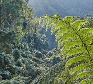 Kuark forest, East Gippsland. Image: Rob Blakers