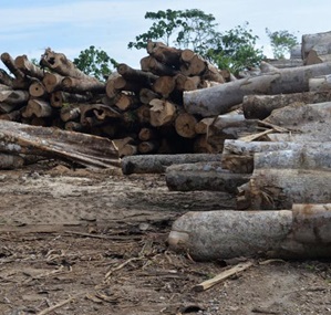 Credit - Hilaire Bule