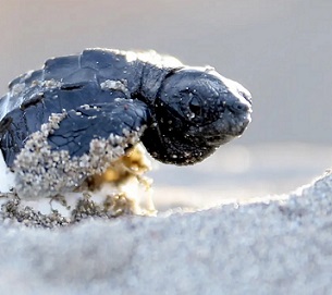 Photograph: Anadolu Agency/Getty Images