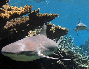 Blacktip reef sharks, Kingman Reef. Credit- Kydd Pollock, The Nature Conservancy