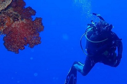 diver during the Southern Lau biodiversity assessment. source - https://fijisun.com.fj/