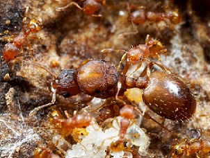 little fire ants. credit - www.biisc.org