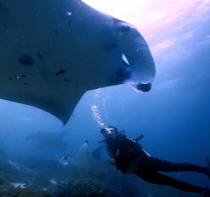 Tourist activities, such as scuba diving place considerable economic value on endangered species. Credit - Hollie Booth