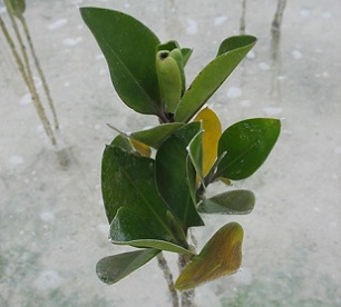 Rhizohpora mangrove in North Tarawa, Kiribati. Credit - V. Jungblut, SPREP