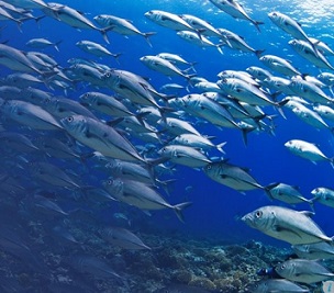 Are Multilateral Environmental Agreements effective for ocean conservation in the Asia-Pacific Region? credit - ASEAN Centre for Biodiversity