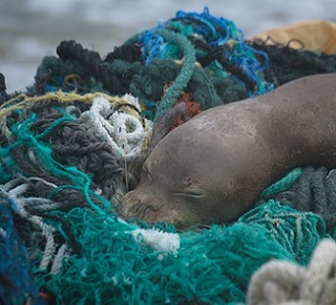 Juvenile Hawaiian Monk Seal. Credit - Matthew Chauvin, Papahānaumokuākea Marine Debris Project (PMDP)