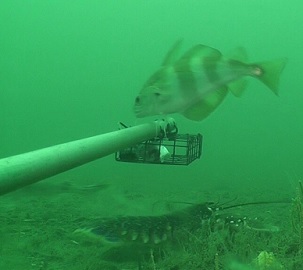 A Lobster (Homarus gammarus) and pout (Trisopterus luscus) examine the baited camera in the Lyme Bay Marine Protected Area. Credit: University of Plymouth