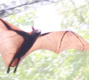 Malayan Flying Fox, Singapore Zoo, May 2017. (Used under Creative Commons license) Flickr/Jack Herman