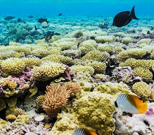 The coral reef that surrounds Palmyra Atoll is home to an incredible volume and diversity of fish (over 400 species) and other marine life. Image credit: Andrew Wright/USFWS