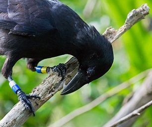 The Mariana crow, or åga in Chamorro, has declined over 80% since the 1980s. Now only found on Rota, the community is working to bring back its population, through the Mariana Crow Recovery Project. Credit - (HENRY FANDEL OF THE MARIANA CROW RECOVERY PROJECT)