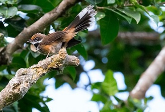 A rufous fantail (chichirika in CHamorro) darts through the limestone forest understory during a birding field trip at the 3rd Marianas Terrestrial Conservation Conference & Workshop. (MICHAEL LANZONE)