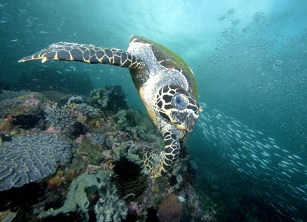 Mary Kay has partnered with The Nature Conservancy to empower women in ecotourism in the Solomon Islands, providing needed local economic opportunities and conservation support for the endangered hawksbill turtles. © Jeff Yonover