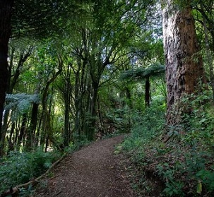 Pest control efforts will help native species at the Pūkaha National Wildlife Centre. Photo: Supplied/ Pūkaha National Wildlife Centre