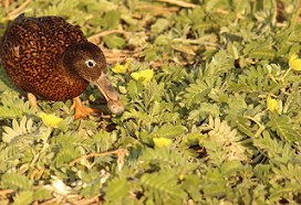 A Laysan Duck grabs a grub (Midway Emerald Beetle larvae) on Eastern Island. Photo credit: Megan Dalton.
