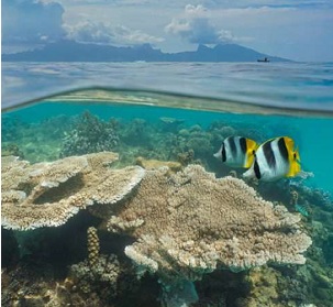 Coral Reefs in Moorea. Credit: UC Santa Barbara