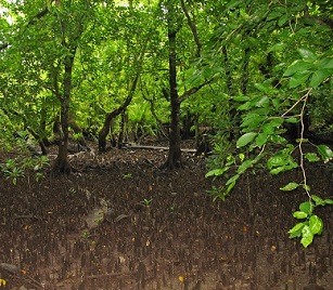 Mangroves, Namdrik Atoll, Marshall Islands. Credit - V. Jungblut
