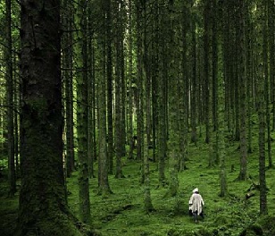 To calculate the true value of a forest, we need to know how people benefit from it, according to new research. Credit: Luis Del Rio/Pexels