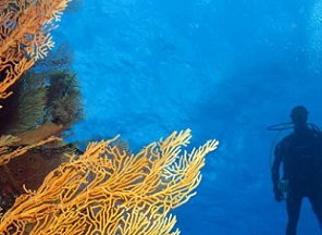 New Caledonian reefs