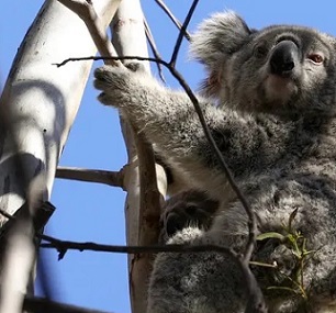 NSW environment minister says protections will be boosted for 92 species, including 15 of the most important strongholds for the koala. Photograph: Loren Elliott/Reuters