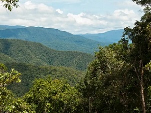 Tamarau mountains in New Guinea, one of the few places left where the rainforest is unbroken as far as the eye can see. Photograph: William J Baker/RBG Kew