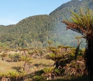 Study revealing New Guinea’s plant life ‘first step’ toward protection. Source - Mongabay.com