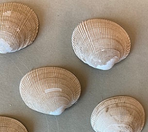 Credit: Hannah Hensel