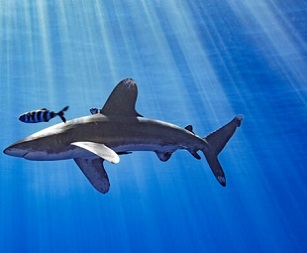 An oceanic whitetip shark swims in Hawaiian waters. Credit - Kaikea Nakachi