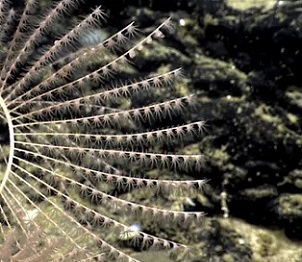 Photograph: NOAA Office of Ocean Exploration and Research/AP