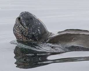 Pacific leatherback sea turtle inches closer to endangered status. Source - thelog.com