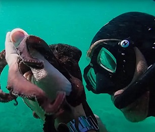 The diver, Craig Foster, has a special relationship with the female octopus. Credit - IMDb