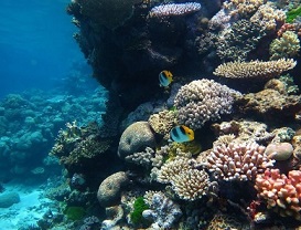 Great barrier reef / Wise Hok Wai Lum / Wikipedia / CC BY-SA 4.0