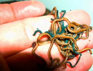 The blue sea worms are the females with eggs, while the brown sea worms are the males. Credit - National Park Of American Samoa