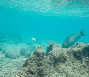 A large parrotfish scrapes algae from a Hawaiian reef. Credit - Noam Altman-Kurosaki