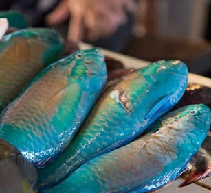 Chiefs support continued ban on Maml and restricted harvest of Kemedukl. Credit - Leilai Reklai/www.islandtimes.org