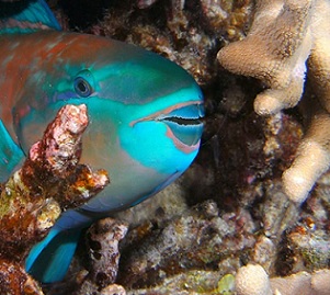 Credit: Barry Fackler/Getty