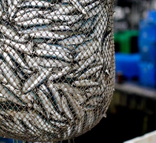 Policymakers must realise that all the drivers of extinction - habitat loss and fragmentation, over-hunting for food and profit, pollution, the spread of invasive species - must be tackled at once. PHOTO: REUTERS