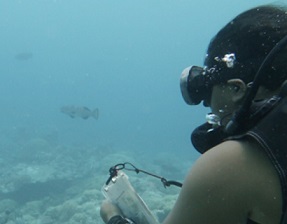 PICRC researchers complete field work on grouper aggregation research
