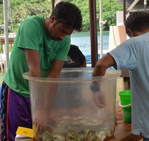A recent study attributes Palau’s healthy clam populations to conservation measures such as marine protected areas and bans on exporting clams.  Courtesy Palau International Coral Reef Center