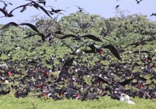 Resident seabirds, Phoenix Islands Protected Area. Kiribati. Credit - Ray Pierce