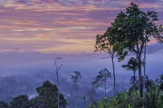 Satellites could soon map every tree on Earth