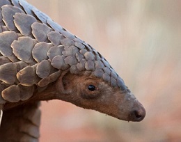 Pangolin. Photo - Still from 'Eye of the Pangolin'