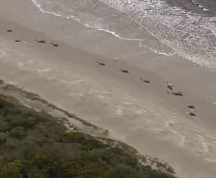 In this image made from aerial video shows numerous stranded whales along the coastline Wednesday, Sept. 23, 2020, near the remote west coast town of Strahan on the island state of Tasmania, Australia. Credit - Australian Broadcast Corporation via AP